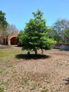 Quinta en Venta en Samahil - FINCA EN VENTA MERIDA SAMAHIL (AVC-2331)