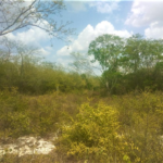 Terreno en Venta en Fraccionamiento Privada Villa Cholul - TERRENO EN VENTA MERIDA