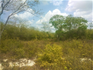 Terreno en Venta en Fraccionamiento Privada Villa Cholul - TERRENO EN VENTA MERIDA