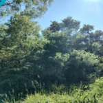 Terreno en Venta-Renta en Pueblo Muxupip - TERRENO EN VENTA MERIDA